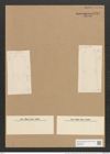 Amphora ostrearia var. quadrata (Breb.) Rabh. (de-Toni-Nr.: Genus 36, Species 1504) Zeichnungen Sammlung Grunow Nr. 2913 (NHMW-BOT-W0370253)